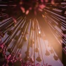Flower in the sun